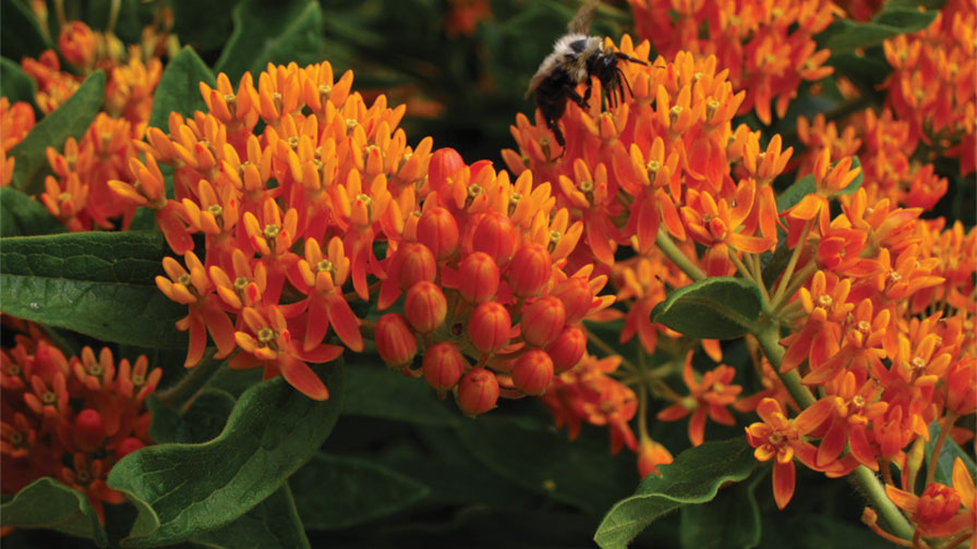 How to Choose the Best Native Plants for Pollinator Gardens ...