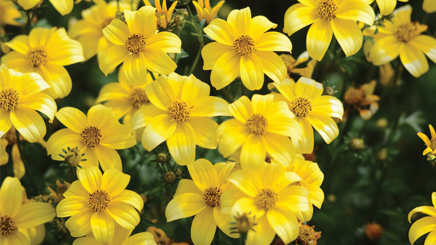 Recommendations For Successfully Growing Beedance Bidens Greenhouse Grower