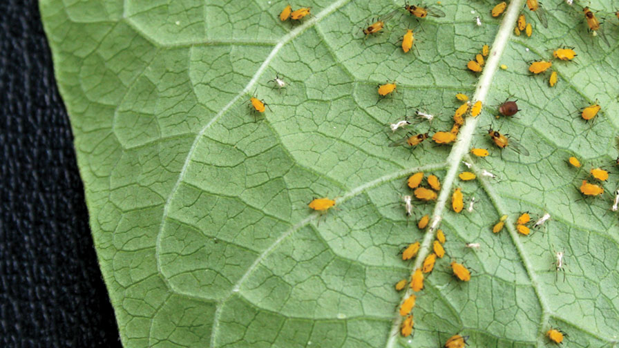 Aphids pest identification guide
