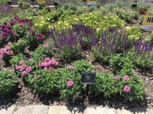 Online Classes Offer Pointers on Herbaceous Perennials
