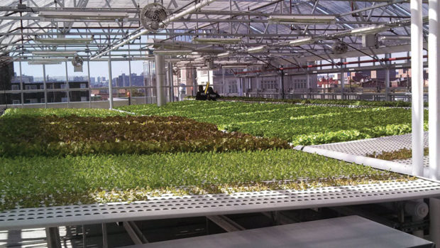 Greenhouse Vegetable Production Systems for Every Grower - Greenhouse ...