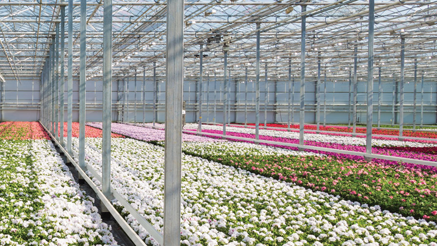 Biocontrols in a Greenhouse