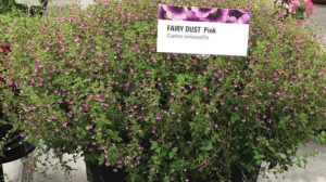 Cuphea Fairy Dust Pink (Proven Winners) feature