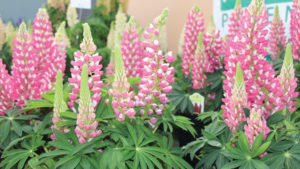 Green Fuse Lupine Staircase Pink