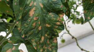 Botrytis Symptoms on Leaves