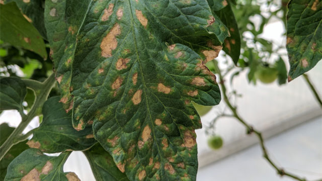 How One Grower is Battling Botrytis with a New Biological - Greenhouse ...