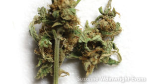 Damage to Cannabis Buds from Hemp Russet Mite