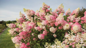 Hydrangea 'Berry White' (Bailey Nurseries)