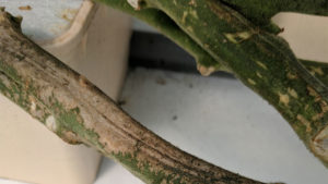 Stem Lesions from Botrytis