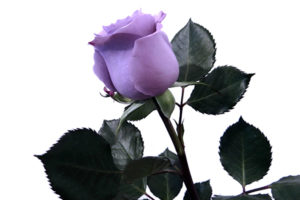 Suntory Blue Rose Applause