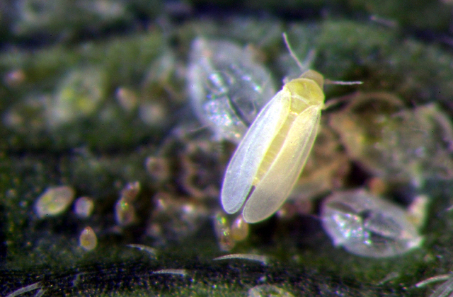 Whitefly adult