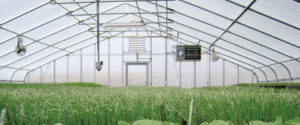 Adding-Heat-to-a-Greenhouse-GrowSpan