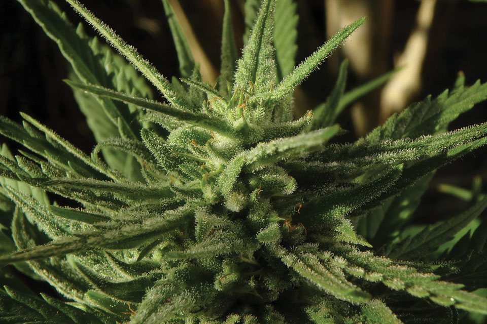 Cannabis Buds cannabis mergers