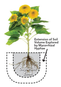 Extension-of-Soil-Volume-with-Mycorrhizae