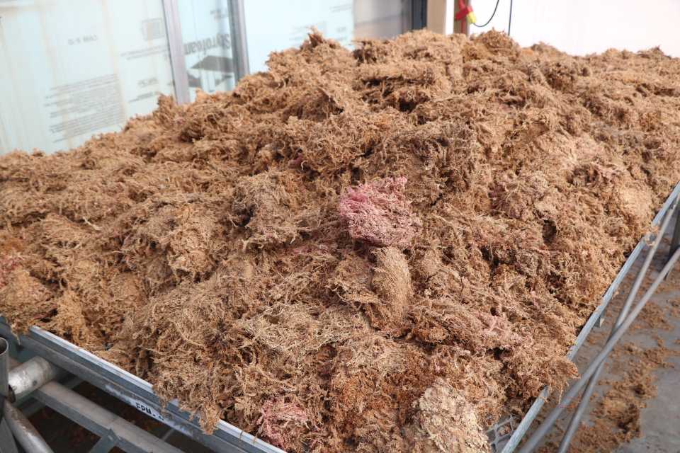 Sphagnum peat moss drying on table.