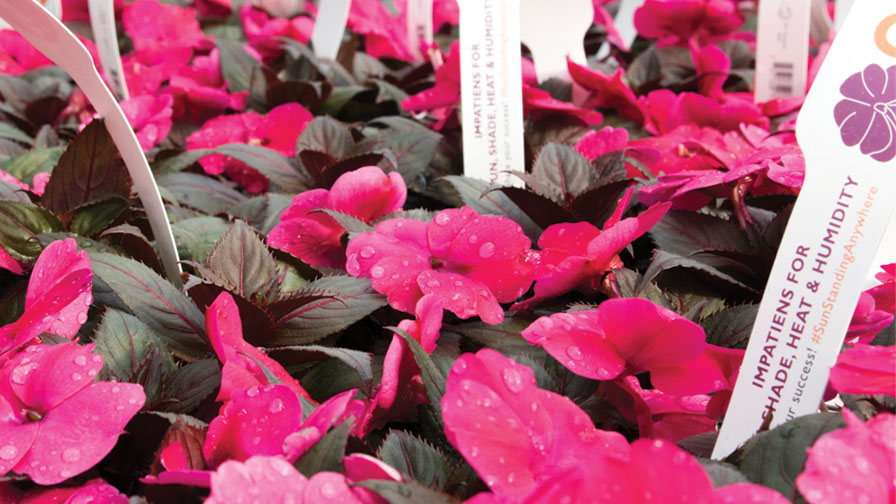 Growing Tips From A Pro For SunStanding New Guinea Impatiens   SunStanding New Guinea Impatiens Dummen Orange Feature 