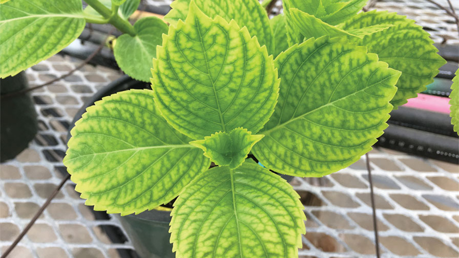 Iron-Chlorosis-in-Hydrangea-feature overwatering