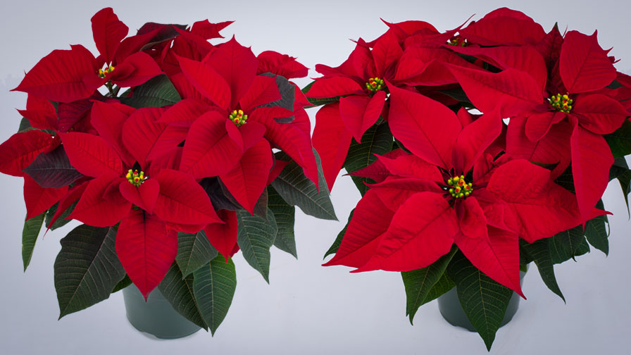 University of Florida Poinsettia Trials Will Take Place Dec. 4