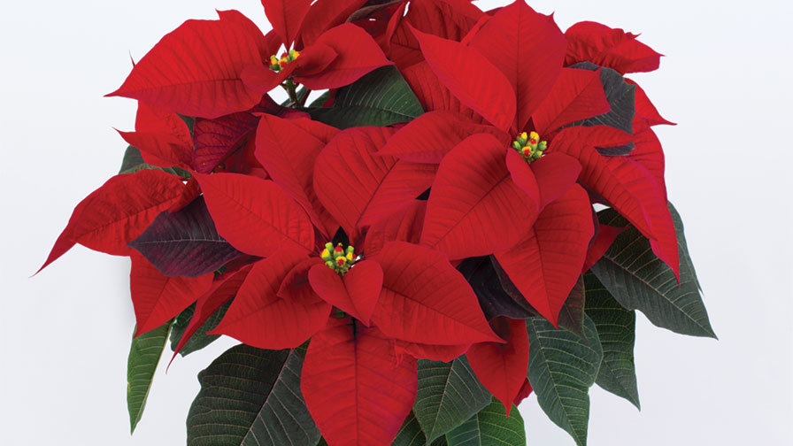Poinsettia 'Mirage Red' Express Seed Syngenta Flowers