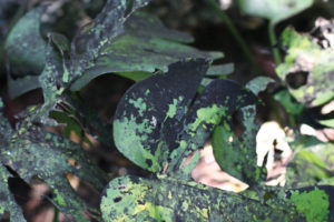 Sooty-mold-Capnodium-sp.-on-Philodendron-leaves