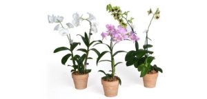 Dendrobium-Orchid-Costa-Farms