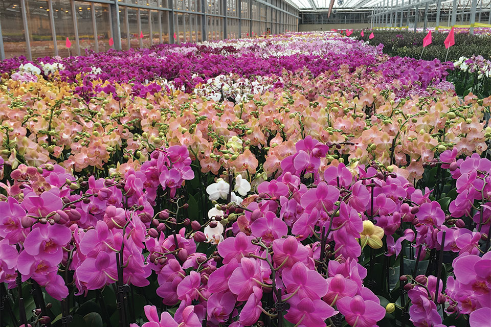 Orchids-at-Green-Circle-Growers cultivate tours
