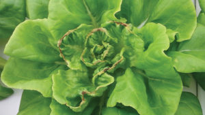 Calcium-Deficiency-in-Lettuce-feature