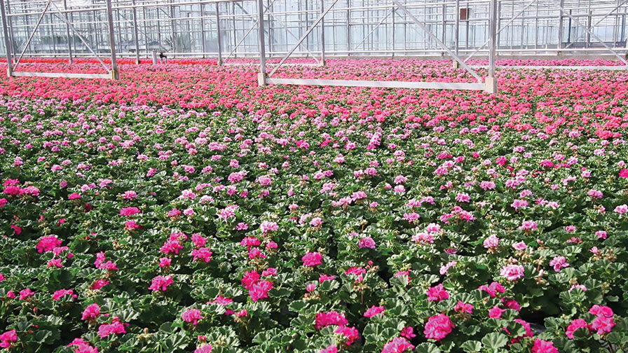 Geraniums-in-greenhouse-feature