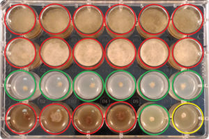 Botrytis-Fungicide-Resistance-Spore-Samples