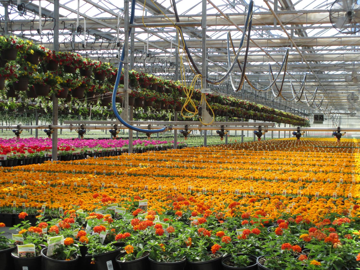 Color Spot Nurseries Files For Bankruptcy Greenhouse Grower