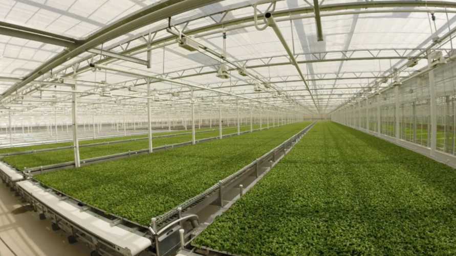 Little-Leaf-Farms-New-Greenhouse food safety