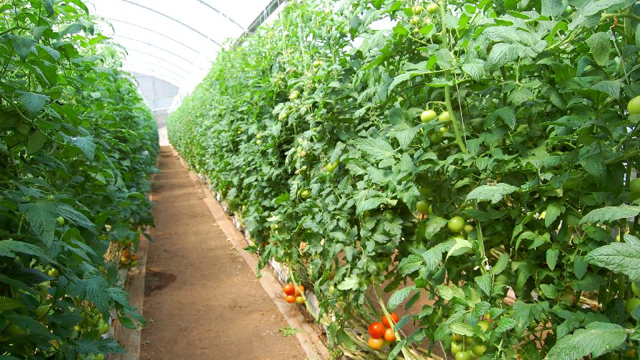 Greenhouse tomatoes organic produce