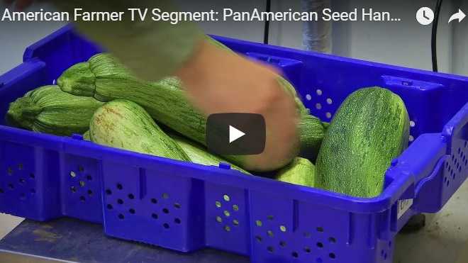 PanAmerican Seed American Farmer