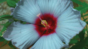 Summer-Spice-Hardy-Hibiscus-feature