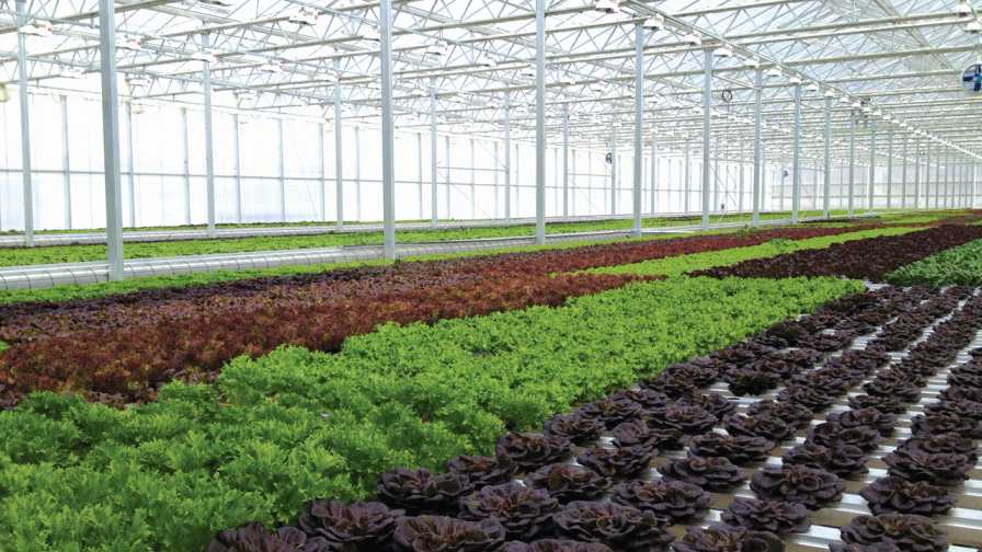 Great-Lakes-Growers-Expansion-2018 hydroponic greenhouse