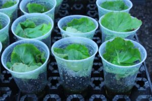 Dümmen Orange Uses Bioassay Assessments to Improve Begonia Stock