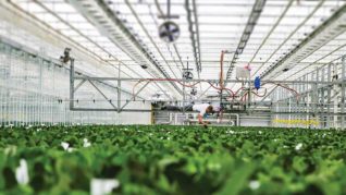 What Is the Current State of Labor in the Greenhouse Industry ...