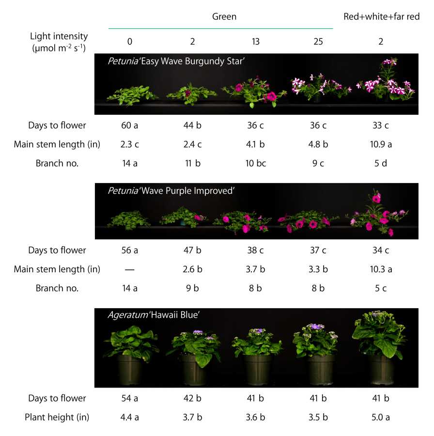 How Green Light Affects Floriculture Crops