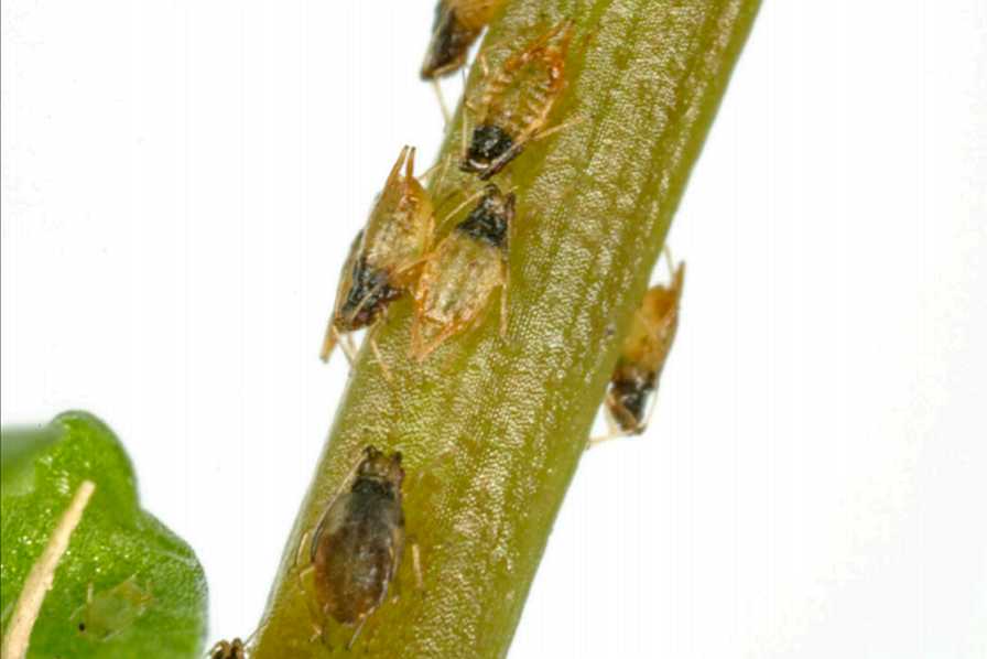 Pilea aphid infestation