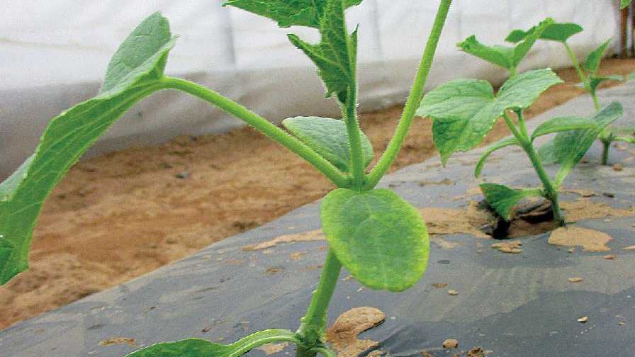 grafted cucumber plant growing in high tunnel bluestim