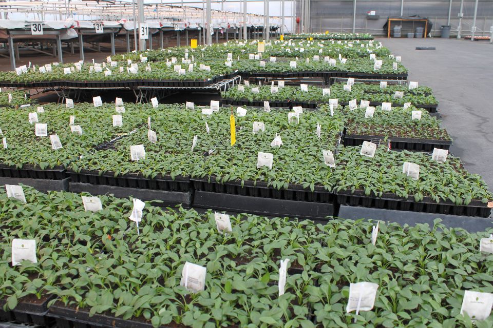 Terra-Nova-places-sachets-in-all-young-plant-trays