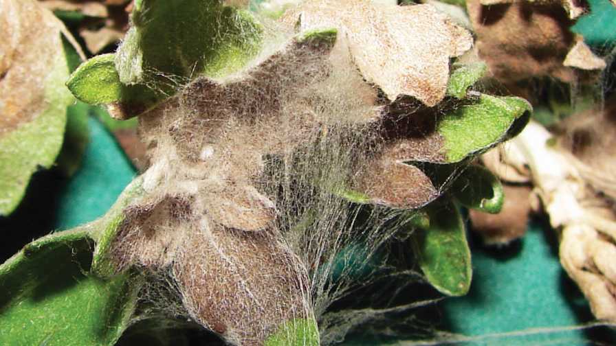 Rhizoctonia web blight symptoms on garden mum