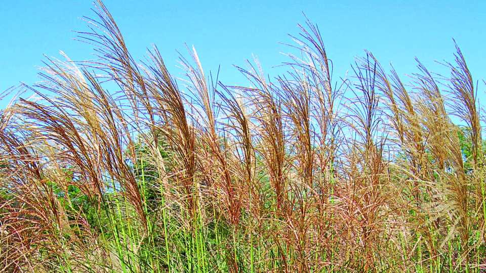 Miscanthus Scout ornamental grass