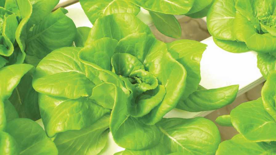 Leafy Greens Food Safety standard