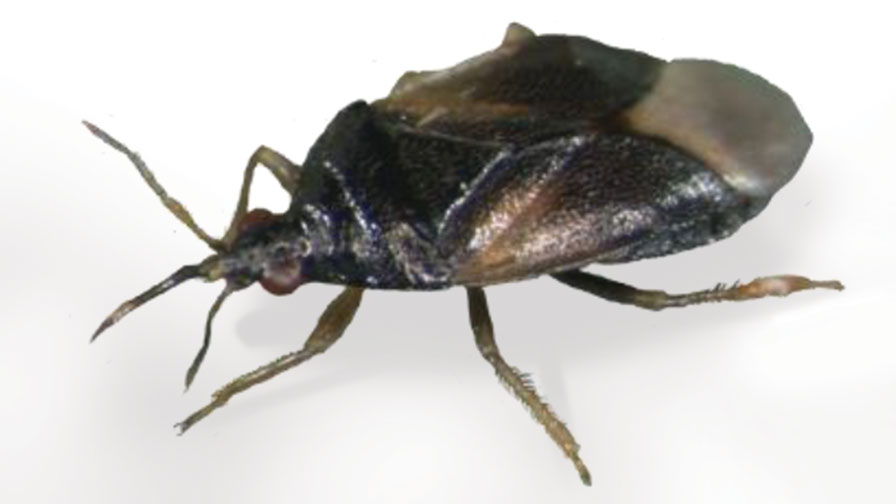 Orius-laevigatus predatory mite pest