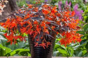 Night Fever Papaya Begonia boliviensis