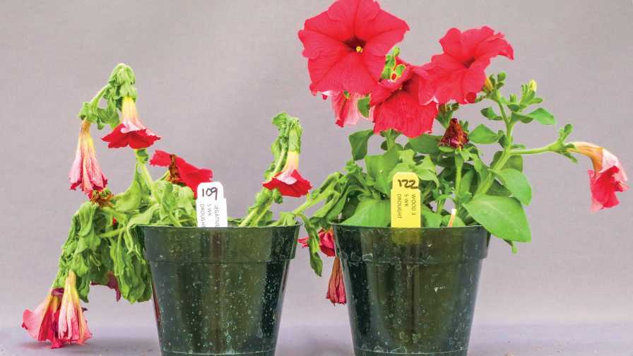 Drought Stress Tolerance in Petunia biostimulants in ornamentals