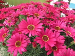 Grandaisy-Dark-Pink (Suntory Flowers)