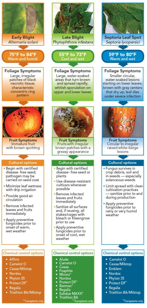 Tomato Plant Nutrient Deficiency Chart