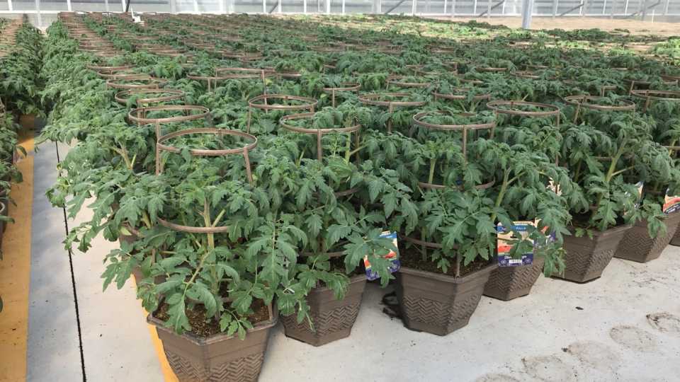 High-end greenhouse tomato containers plant health